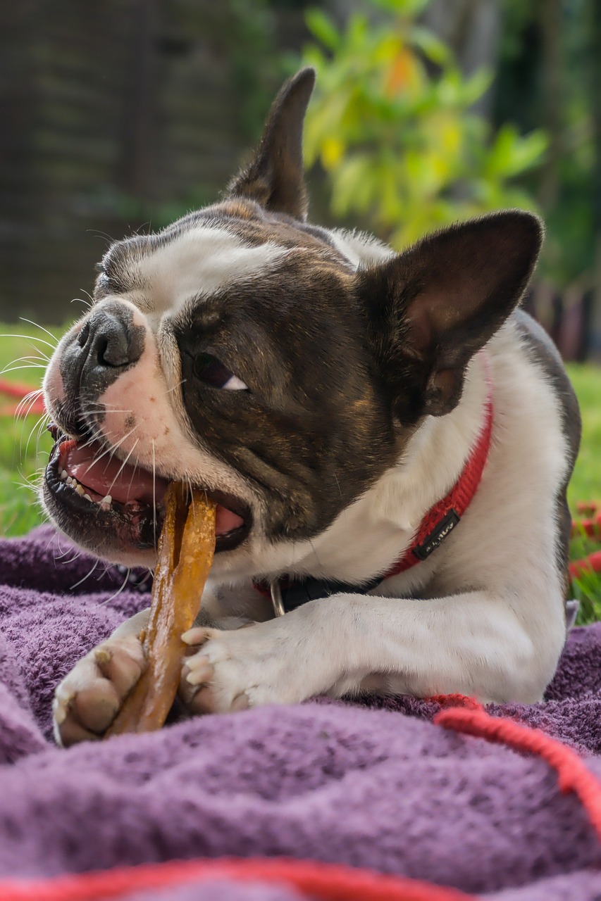 You are currently viewing Dog Bone